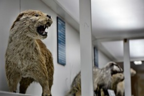 استقبال مردم از موزه تاریخ طبیعی در ایام تعطیل چشمگیرتر می شود