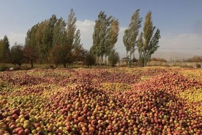 کشاورزی آذربایجان در آتش بی تدبیری مسئولان سوخت!