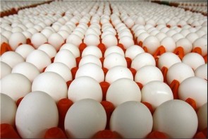 از امروز ۱۳۰ هزارتن تخم مرغ در بازار توزیع می شود/تعرفه صادرات تخم‌مرغ از ۵۵ درصد به ۵ درصد کاهش یافته است