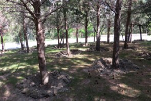 فضای سبز پارک جنگلی شهر ارومیه ساماندهی می شود