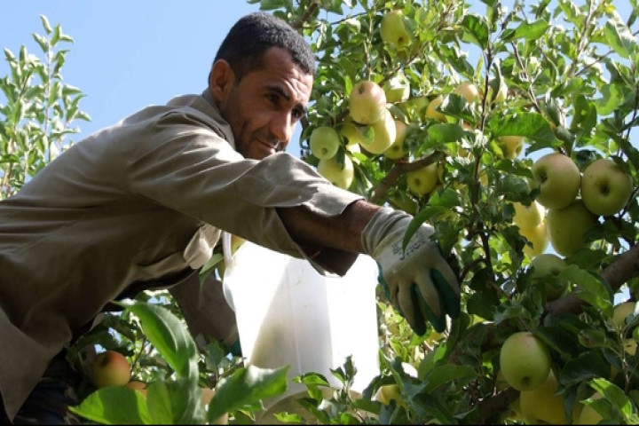 موز به شرط عجیب سیب؛ نفع یا ضرر؟