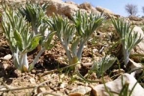 بوی خوش گیاهان کوهی در سفره‌های آذربایجان غربی 