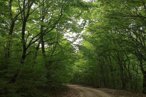 آذربایجان‌غربی 4 هزار و 400 هکتار ذخیره‌گاه جنگلی دارد
