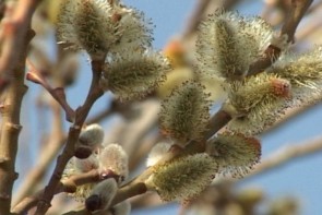 آغاز برداشت شکوفه های بیدمشک در آذربایجان غربی