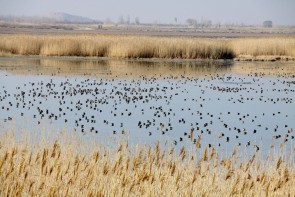 تامین آب لازم برای احیای تالاب‌‍های اقماری دریاچه ارومیه