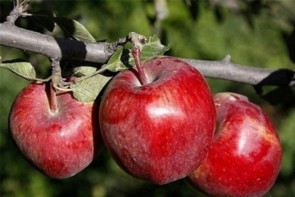 ناکجاآباد سرنوشت سیب آذربایجان‌غربی