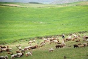 میزان دام به مرتع در آذربایجان غربی 2 برابر است