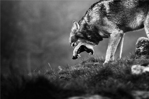 حمله گرگ گرسنه به دو کودک