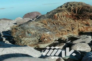 بحران زیست محیطی دریاچه ارومیه + عکس