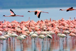 دریاچه ارومیه زیستگاه 10هزار فلامینگو