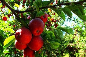 صادرات ناکام، حسرتی که هر سال بر دل باغداران سیب می ماند/باغداران آذربایجان غربی چشم انتظار حمایت مسئولان