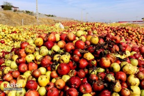 انباشت سیب های باغداران آذربایجان غربی در کنار جاده ها / قصه ای تکراری اما تلخ