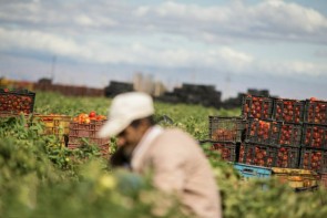 صنعت مغفول کشاورزی در آذربایجان‌غربی