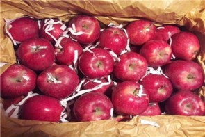 ممنوعیت صادرات سیب ، صدای کشاورزان آذربایجان غربی را درآورد