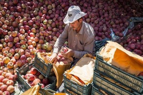 ناهمخوانی آمار صادرات سیب با واقعیت
