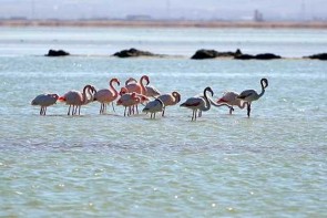 کاهش مهاجرت پرندگان به تالاب های آذربایجان غربی صحت ندارد