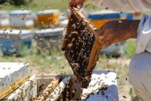 ظرفیت شیرین و بی‌بدیل عسل در آذربایجان‌غربی